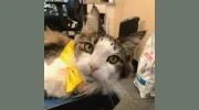 All Creatures Animal Hospital