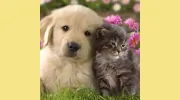 Animal Medical Center & Spay Neuter Clinic