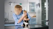 Crows Landing Road Veterinary Clinic