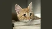 Watertown Animal Hospital