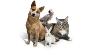 Family Pet Clinic of North Richland Hills