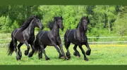 Animal Health Center of Marion County
