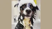 Braelinn Animal Hospital