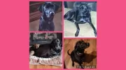 Greystone Pet Hospital
