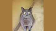 Orange County Humane Society