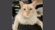 Kennebec Veterinary Services