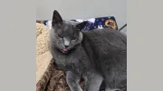 Senoia Animal Hospital & Pet Resort