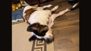 Paws Veterinary Clinic