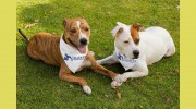 Shaffer Animal Hospital