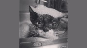 Anclote Animal Hospital