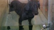 River Pet Resort & Rehab