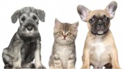 Spruce Creek Animal Clinic