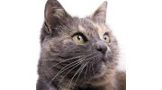 Fairfield Animal Hospital