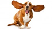 A Affordable Pet Care