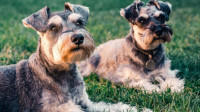 Pet Dermatology