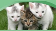 North Knox Veterinary Clinic - Tanya Hamilton