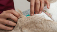 Pet Vaccinations