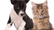 Memorial 610 Hospital-Animals - Carlye Rose