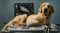 Abdominal Ultrasound