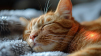 Laser Therapy for Pets