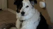 Lost Mountain Animal Hospital - Dr Susan Newsom