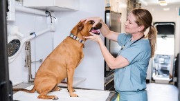 Dental Exam