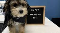 Puppy & Kitten Care