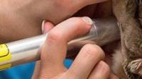 Pet Laser Therapy