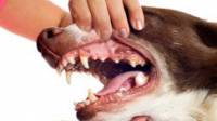 Pet Dental Care