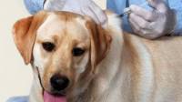 Pet Vaccinations