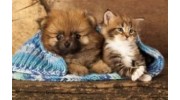Small Animal Care