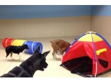 Doggy Day Care