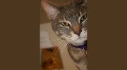 Horizon Animal Hospital - Beth Hareski