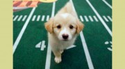 North Scottsdale Animal Hospital
