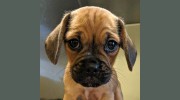 Wake Forest Animal Hospital