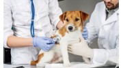 Medical Services