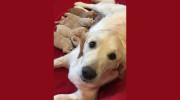 Home Veterinary Care
