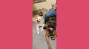 Beach Pet Hospital