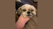 VCA Albany Animal Hospital