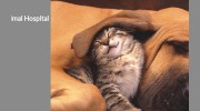 Silver Bluff Animal Hospital - John S Hurd