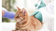 Veterinary Surgery