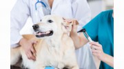 Best Friends Pet Doctor