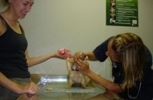 Dr. Lipovsky examines new patient Lola