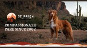D C Ranch Animal Hospital Plc - Marlo Showalter