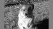 Maple Veterinary Hospital