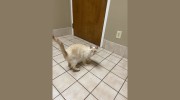 Lawrenceville Suwanee Animal