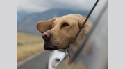 Chesapeake Animal Hospital