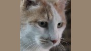 Madera Animal Hospital