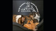 North Hampton Animal Hospital